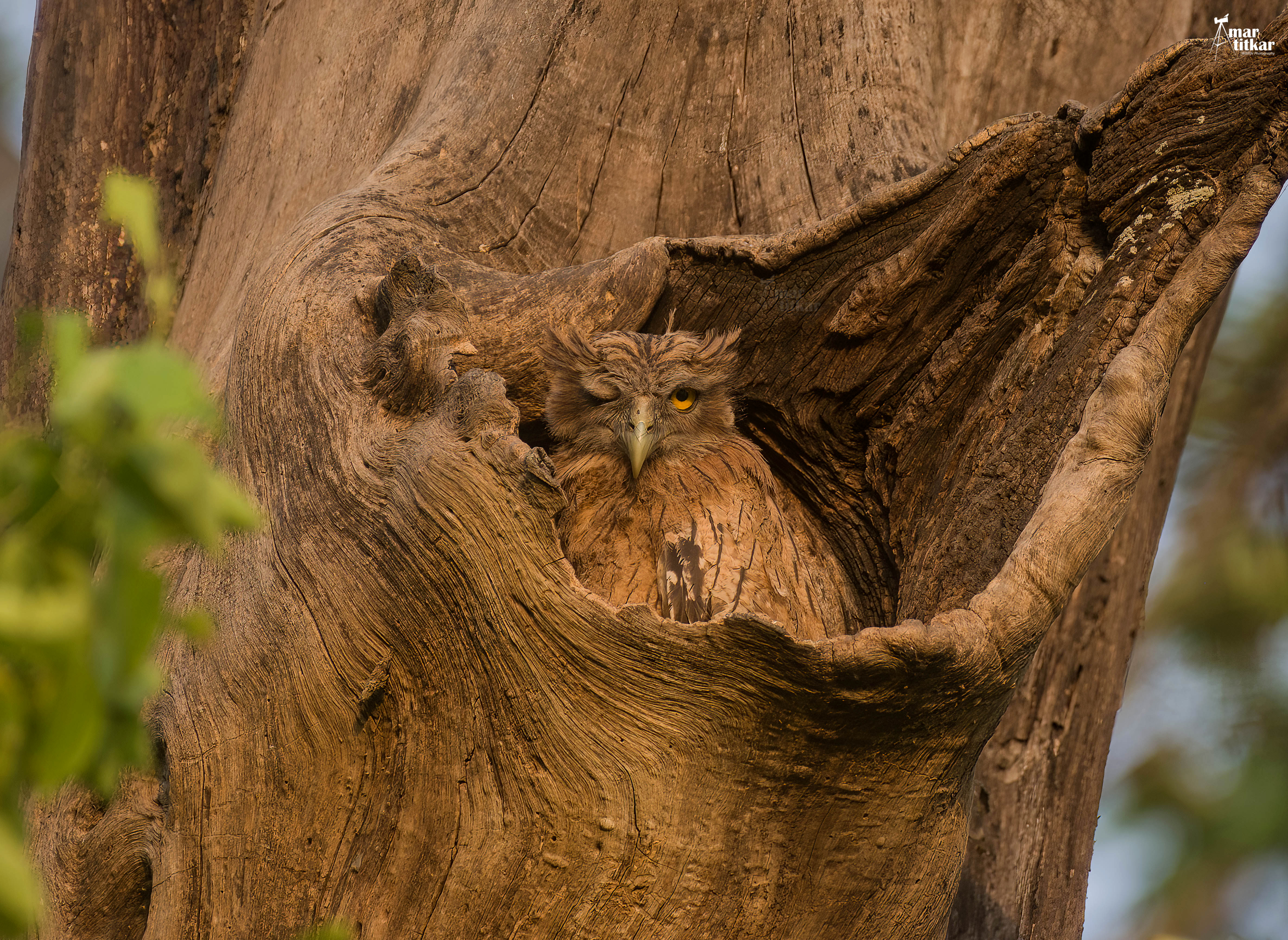 Wildlife photography