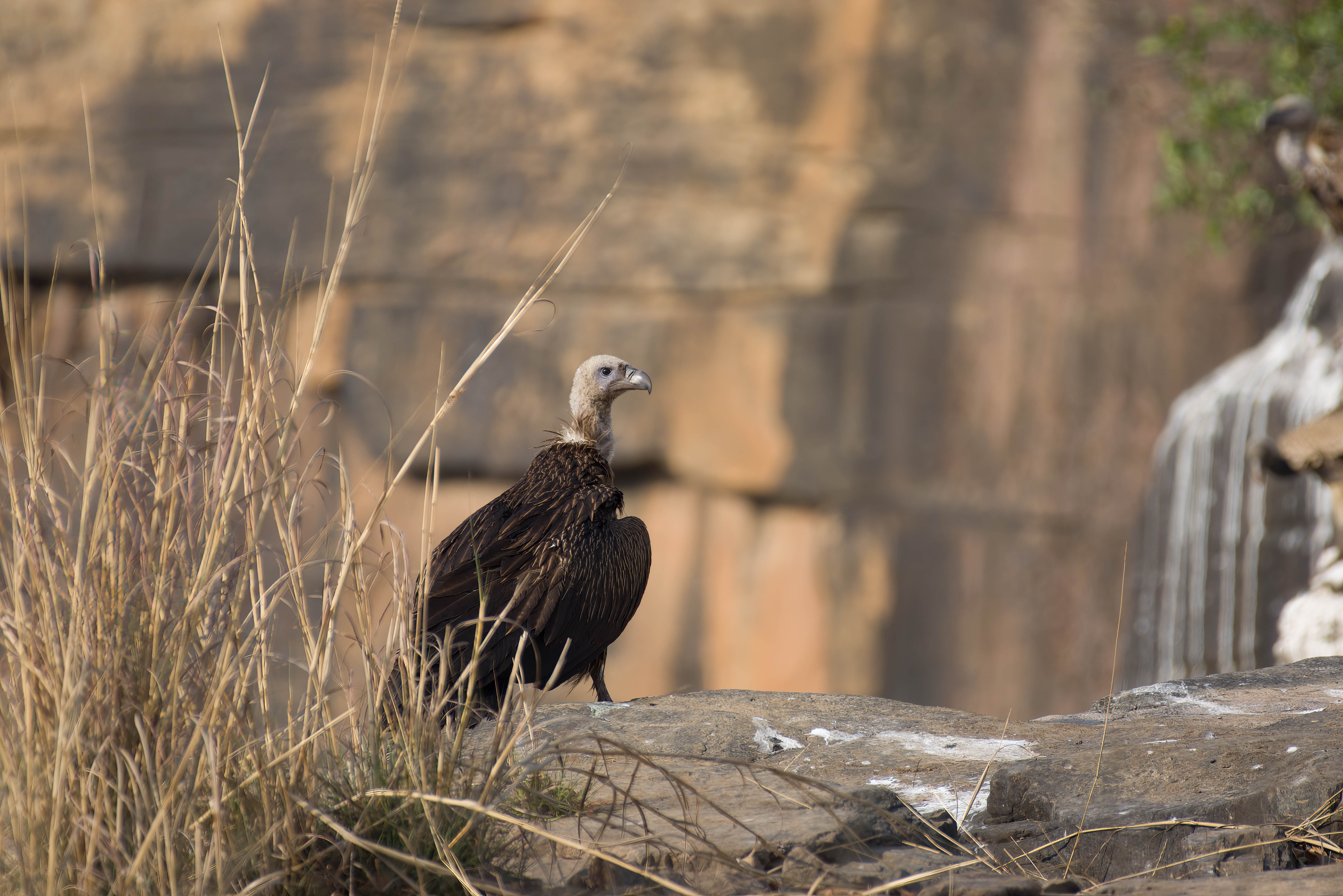 Panna Tiger Reserve — WildFellas