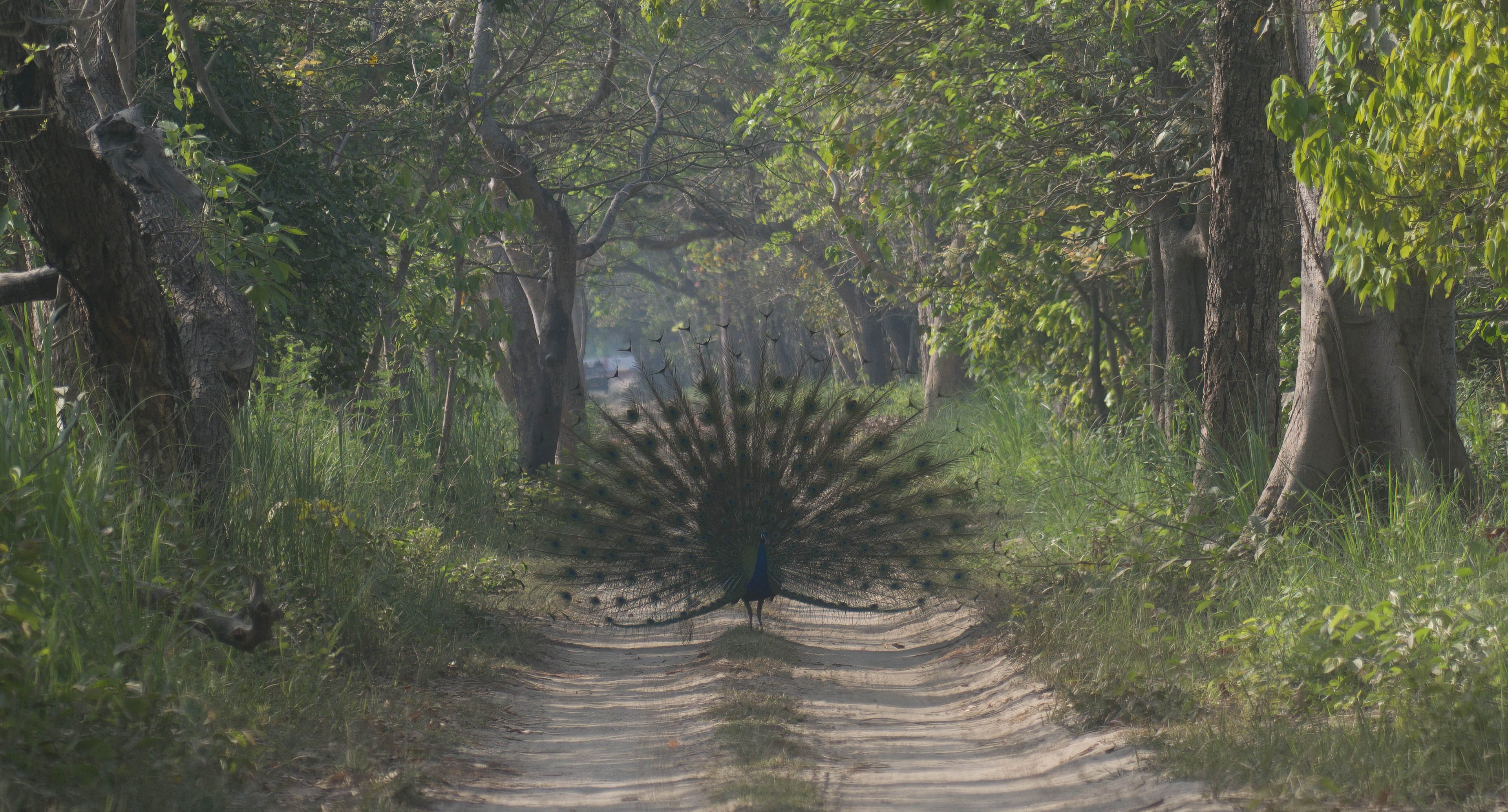 Peacock in the wild