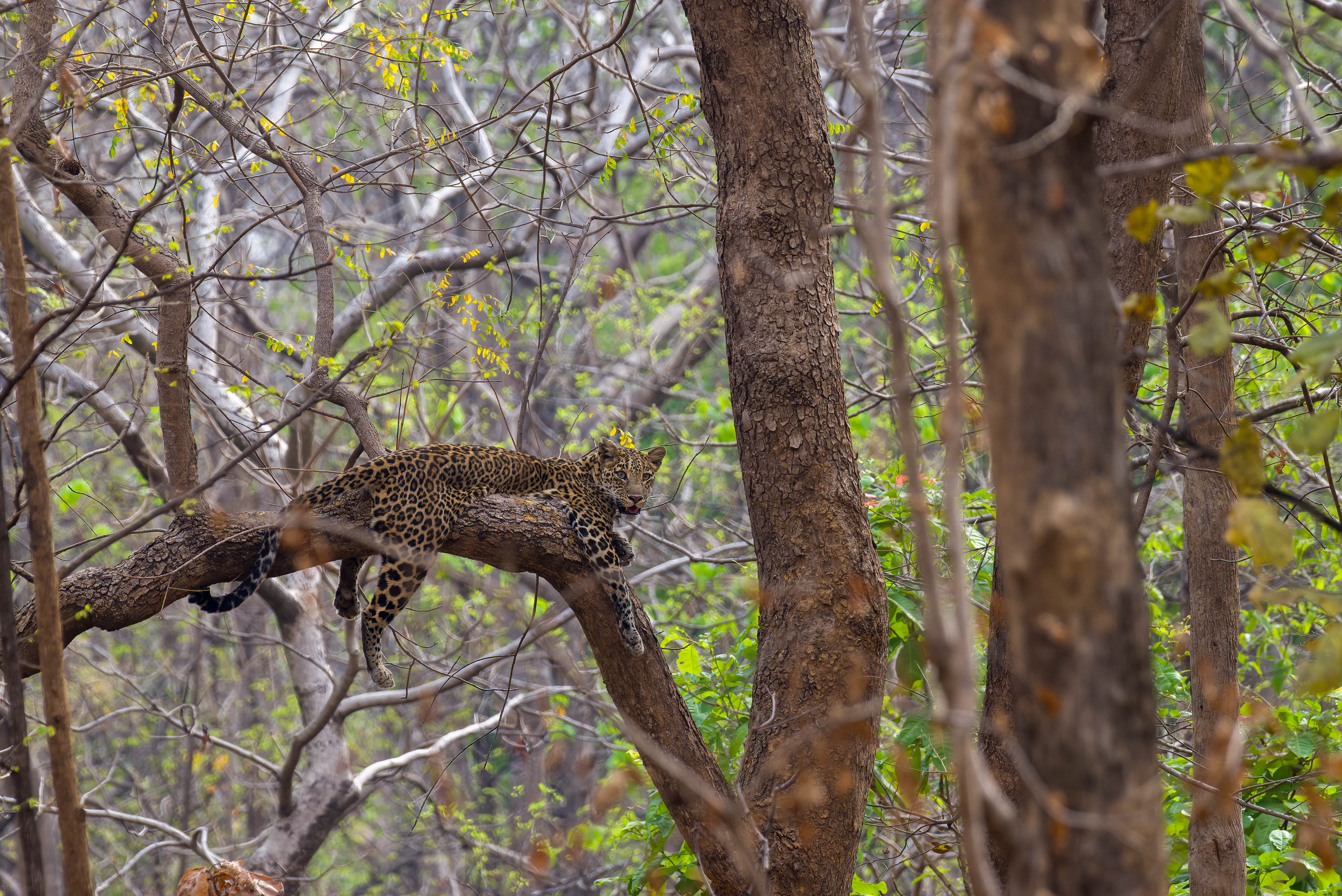 Leopard resting on a tree in Pench forest — WildFellas