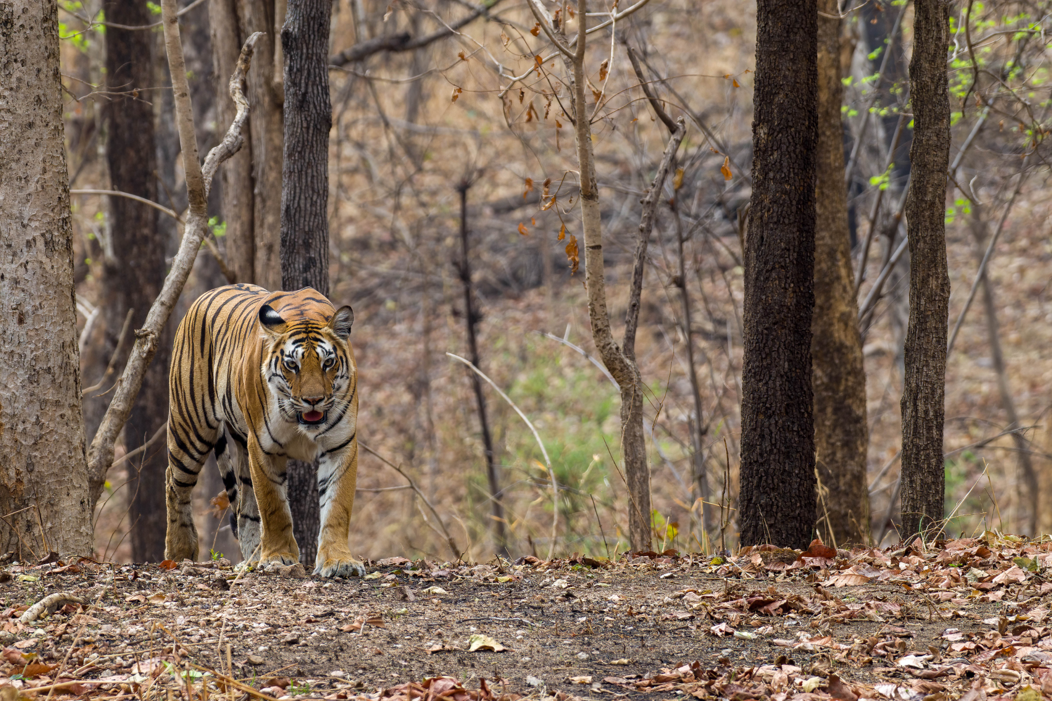 Tiger moving through Pench forest at golden light