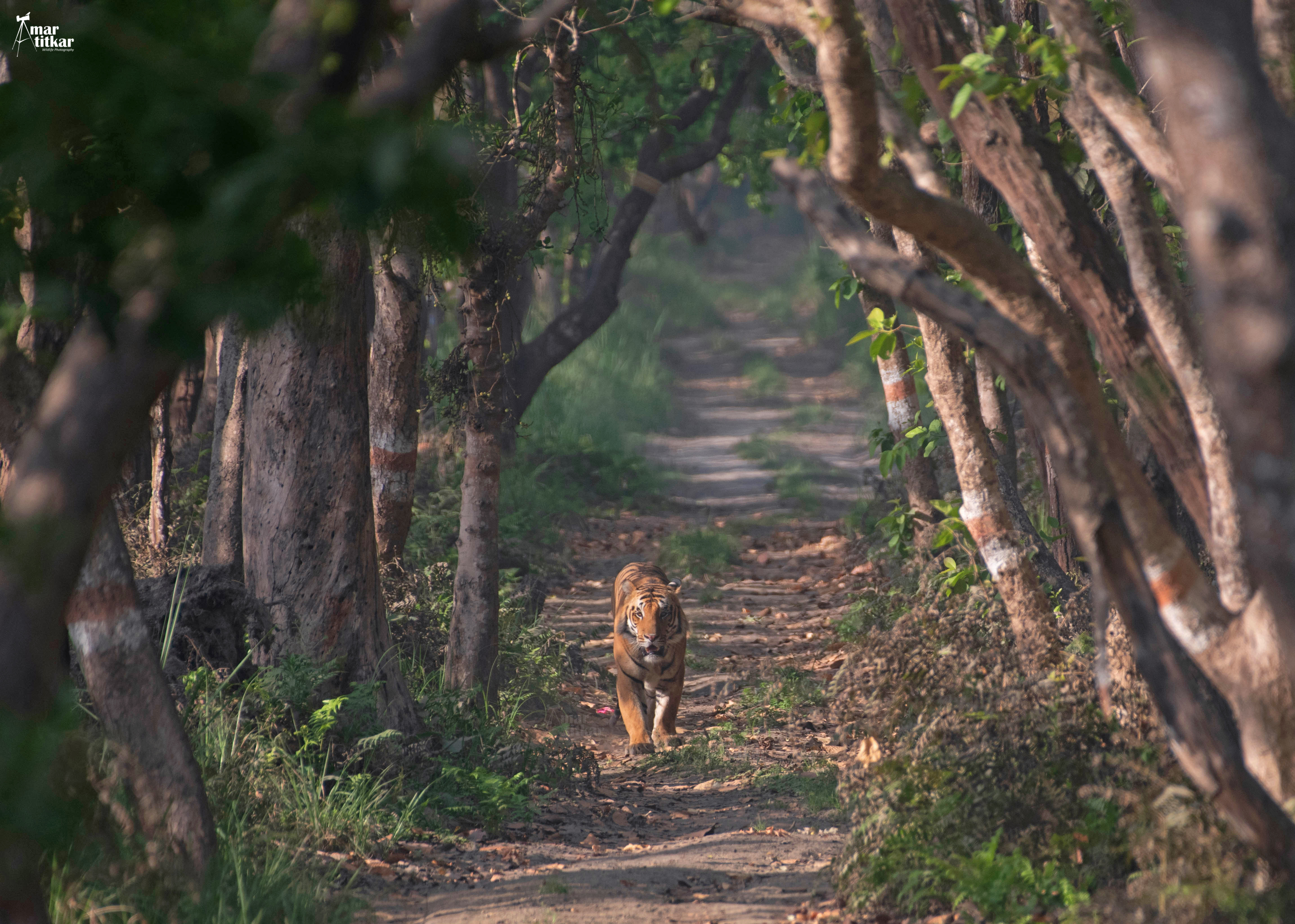 Tiger walking along a forest path at Pench — WildFellas