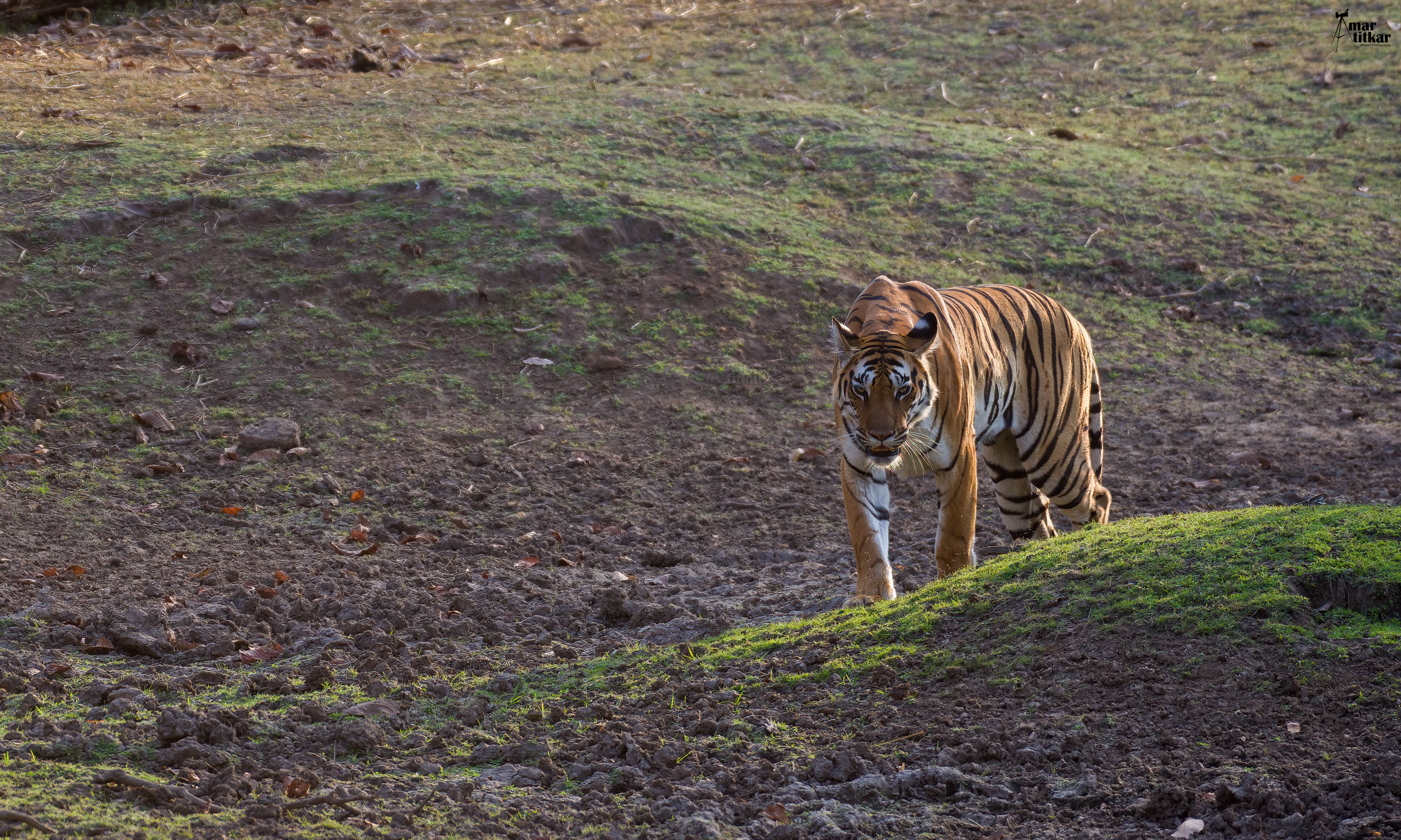 Bengal tiger walking through Pench National Park at golden hour