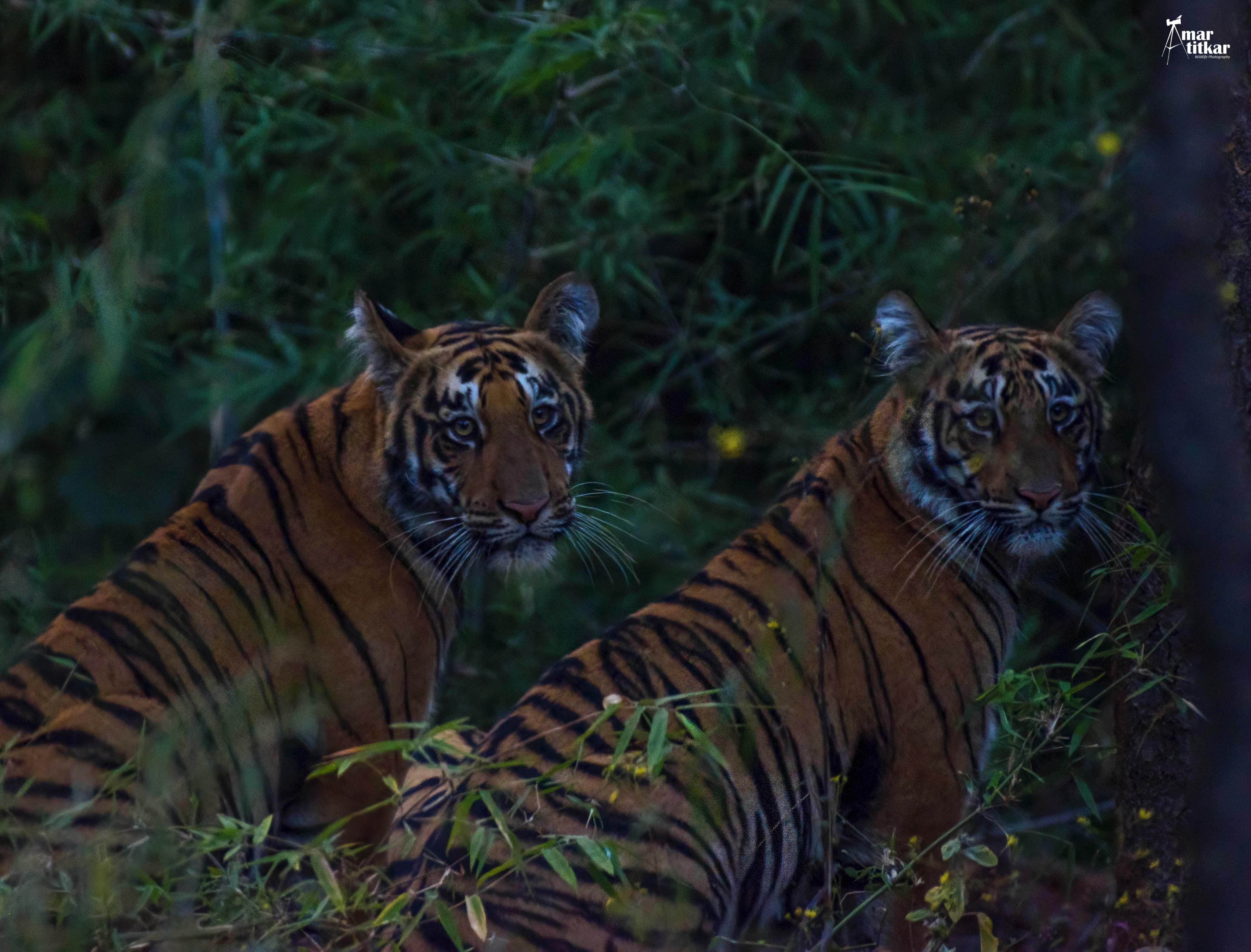 Two tigers in Tadoba forest — WildFellas